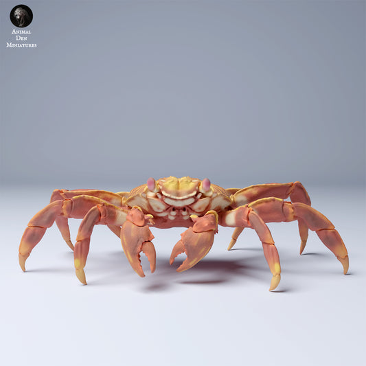 Product photo Animal Figure Diorama, Model Building: 0: Sea Creature Figure: Sally Lightfoot Crab (Ref 24_08_11)