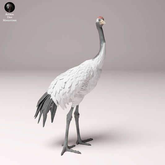 Product photo Animal Figure Diorama, Model Building: 0: Wildlife Figure: Manchurian Crane – Red-crowned Crane (Ref 24_10_02)