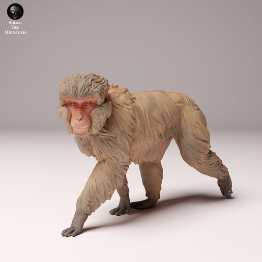 Product photo Animal Figure Diorama, Model Building: 0: Wildlife Figure: Japanese Macaque – Snow Monkey (Ref 24_10_09)