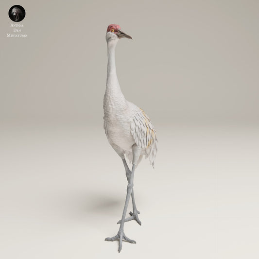 Product photo Animal Figure Diorama, Model Building: 0: Wildlife Figure: Greater Sandhill Crane (Ref 25_06_11)
