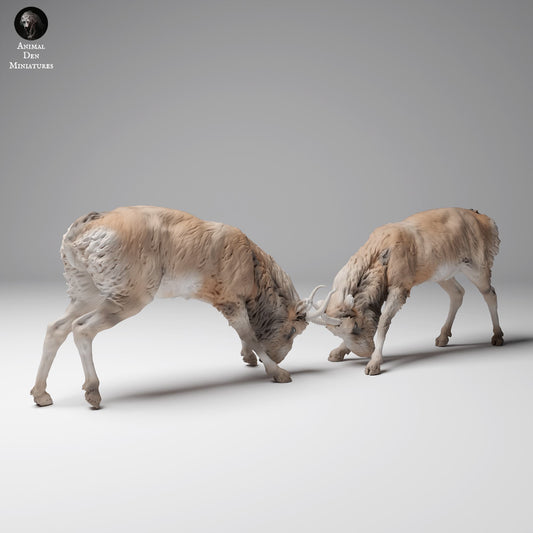 Product photo Animal Figure Diorama, Model Building: 0: Wild Animal Figure: Fighting Mongolian Saiga Males (Ref 24_12_08)