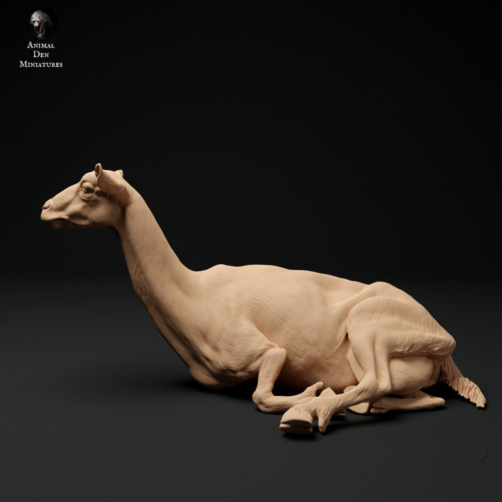 Produktfoto Tier Figur Diorama, Modellbau: 0: Alpen Ziege: liegend