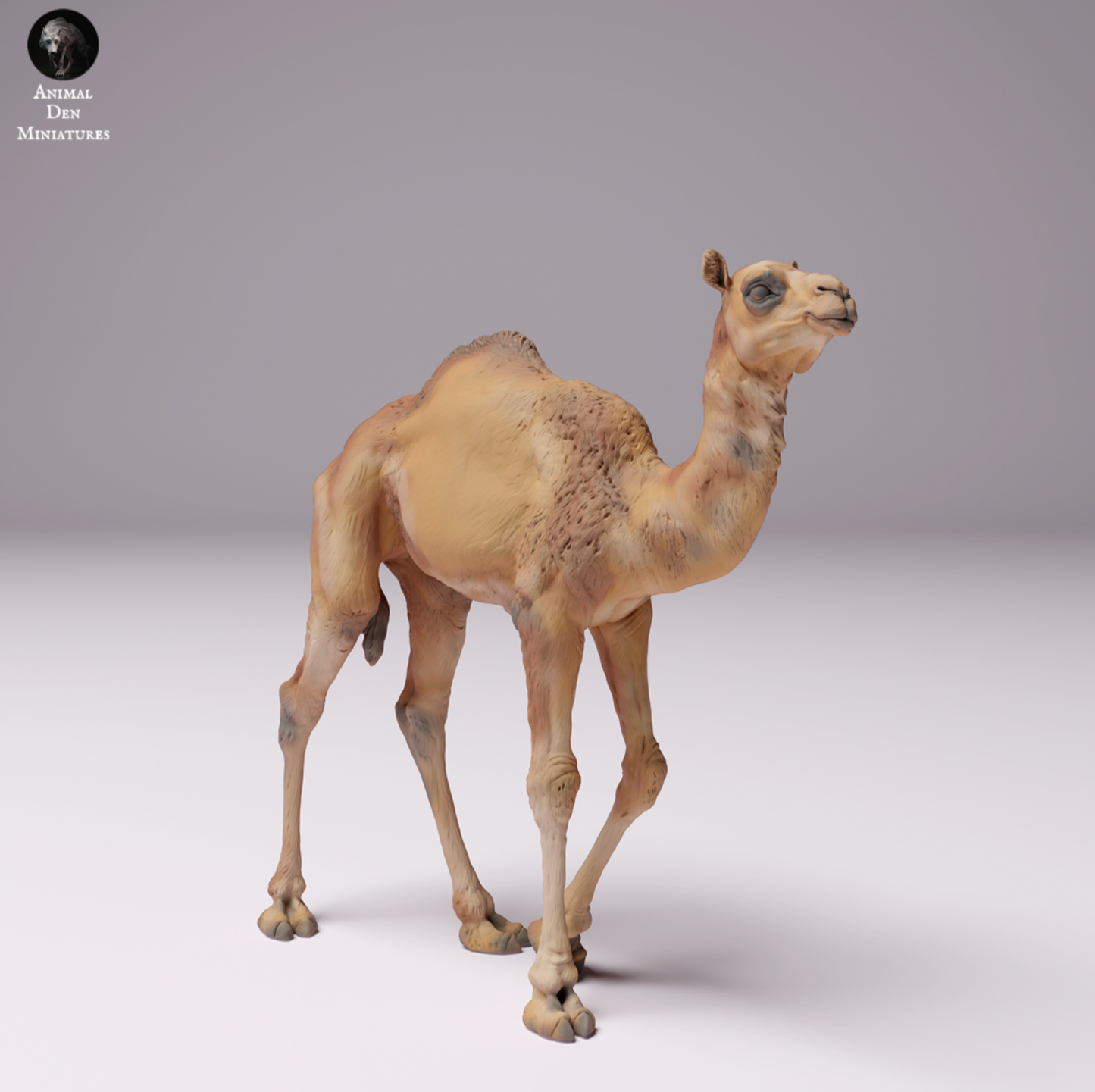 Product image 1 of 1: Dromedary / Camel - Desert Camel Calf, Young Animal: Animals from Africa (24_07_09)
