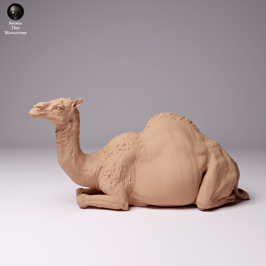 Product photo Animal Figure Diorama, Model Building: 0: Dromedary / Camel - female Desert Camel lying down: Animals from Africa