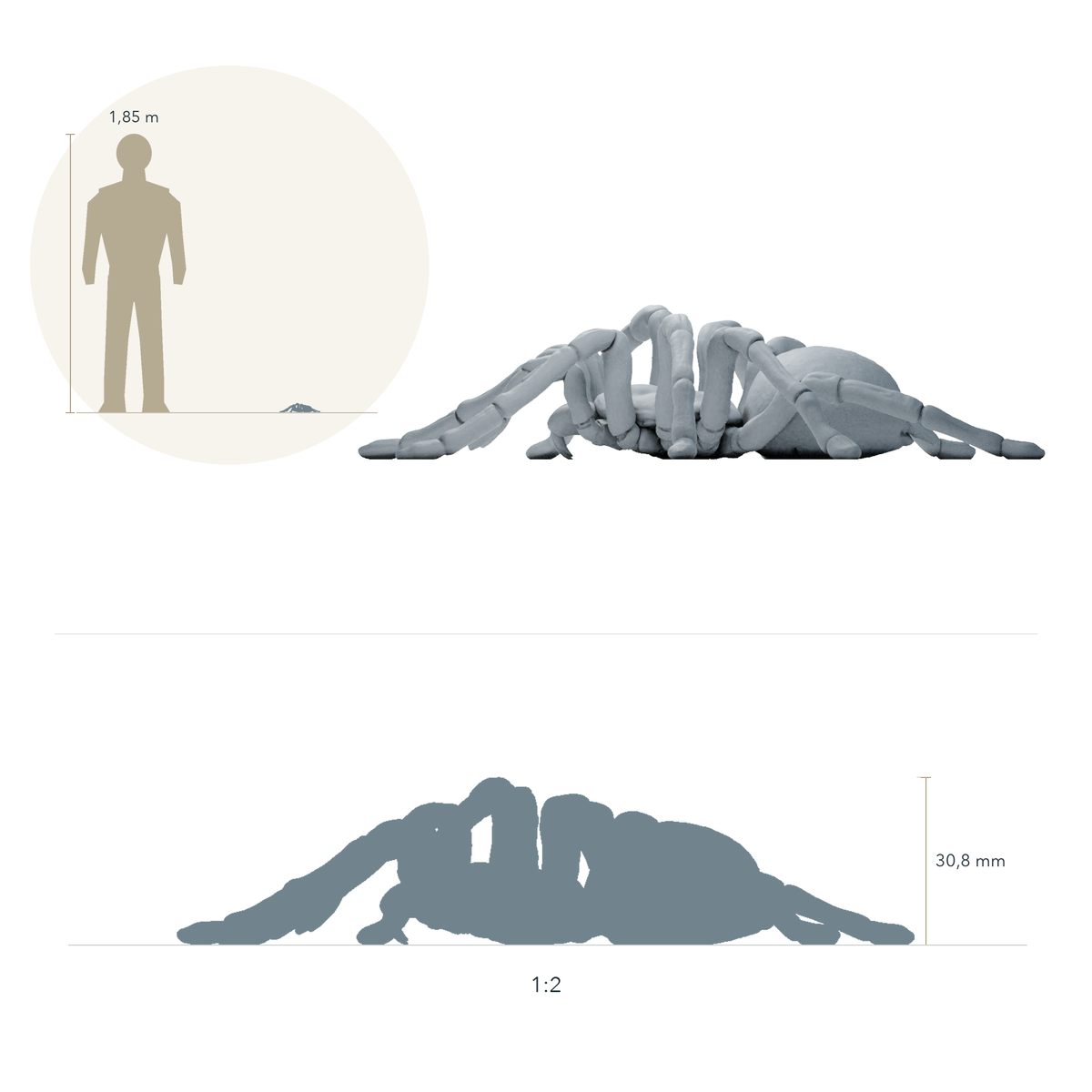 Product photo animal figure Animal Den Miniatures 1: Spider figure: Goliath birdeater (26_10_01)