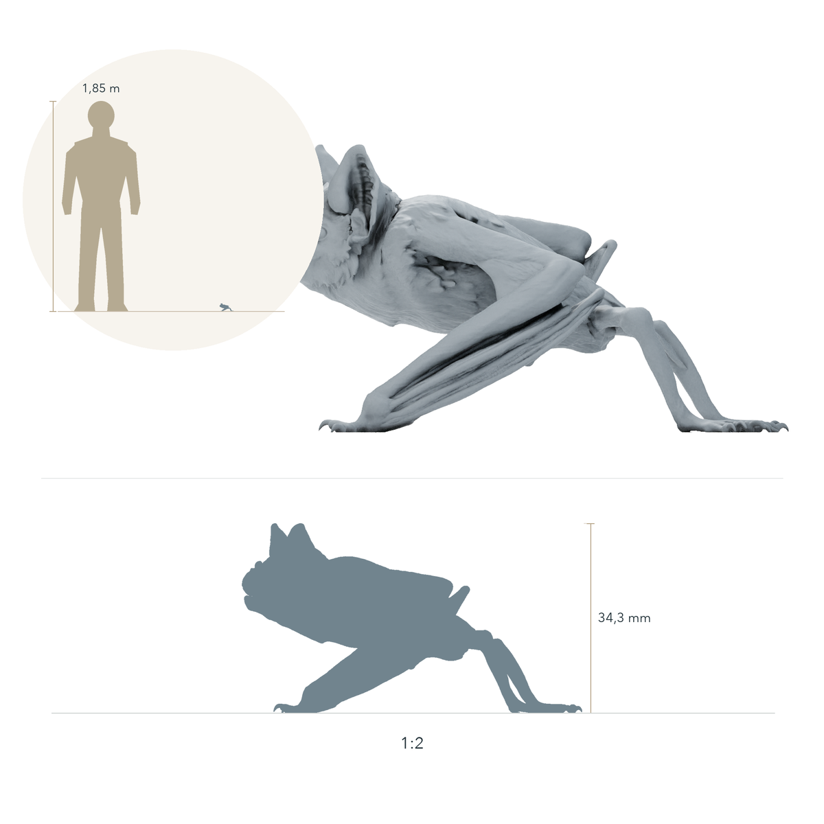 Product photo animal figure Animal Den Miniatures 1: Bat animal figure: Common Vampire Bat - crouching (26_10_04)
