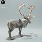 Product photo Animal Figure Diorama, Model Building: 0: Wild Animal Figure: Reindeer – Bull Caribou (Ref 01_01_68)