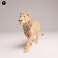 Product photo Animal Figure Diorama, Model Building: 0: Savanna Animal Figure: Young Lion – Subadult (Ref 25_08_04)