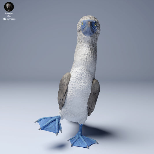 Produktfoto Tier Figur Diorama, Modellbau: 0: Meerestier Figur: Blaufußtölpel – Blue Footed Booby (Ref 24_08_06)