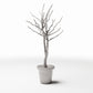 Diorama model-building product photo 0: Diorama Plants: Leafless Ornamental Tree in Flower Pot (Ref. 1099D)