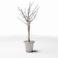 Diorama model-building product photo 2: Diorama Plants: Leafless Ornamental Tree in Flower Pot (Ref. 1099D)