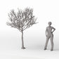 Diorama model-building product photo 1: Diorama Plants: Detailed Leafless Tree (Ref. 1106D)