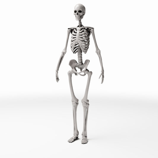 Diorama model-building product photo 0: Diorama Terrain: Anatomical Human Skeleton (Ref. 1455D)