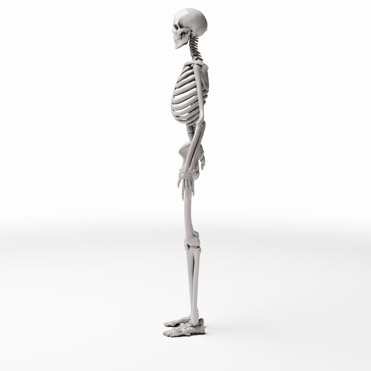 Diorama model-building product photo 2: Diorama Terrain: Anatomical Human Skeleton (Ref. 1455D)