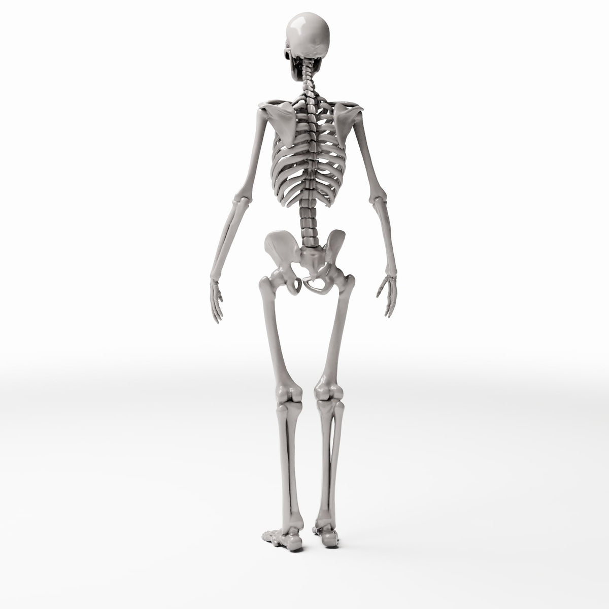 Diorama model-building product photo 3: Diorama Terrain: Anatomical Human Skeleton (Ref. 1455D)