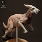 Product photo animal figure Animal Den Miniatures 2: Wild animal figure: Red Giant Kangaroo Jack - jumping (23_04_04)