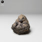 Product photo 1: Wildlife animal figure: European hedgehog - curled up (24_11_05)