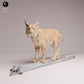 Product image Tabletop 28mm Lord of the Print (LotP) 3: Wildlife animal figure: Eurasian lynx - on a tree (26_07_04)