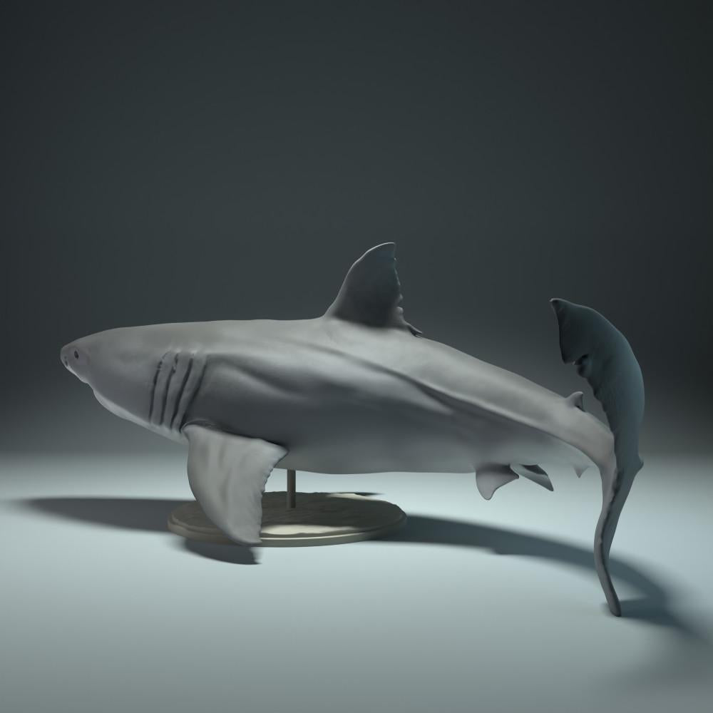 Product photo animal figure Animal Den Miniatures 1: Marine animal figure: Great White Shark (22_09_02)