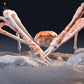 Product photo, animal figure Animal Den Miniatures 7: sea creature figure: Japanese giant crab (26_09_05)