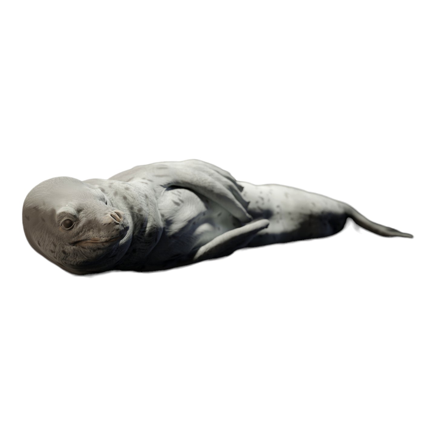 Product photo diorama and model building miniature figure: lying seal, animal figure: seal