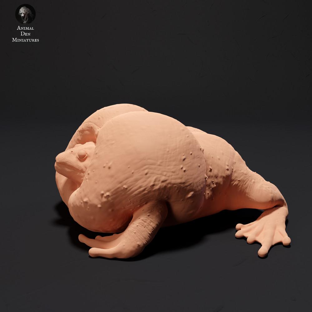 Product photo 1: Amphibian animal figure: Mexican burrowing toad - croaking (23_09_04)