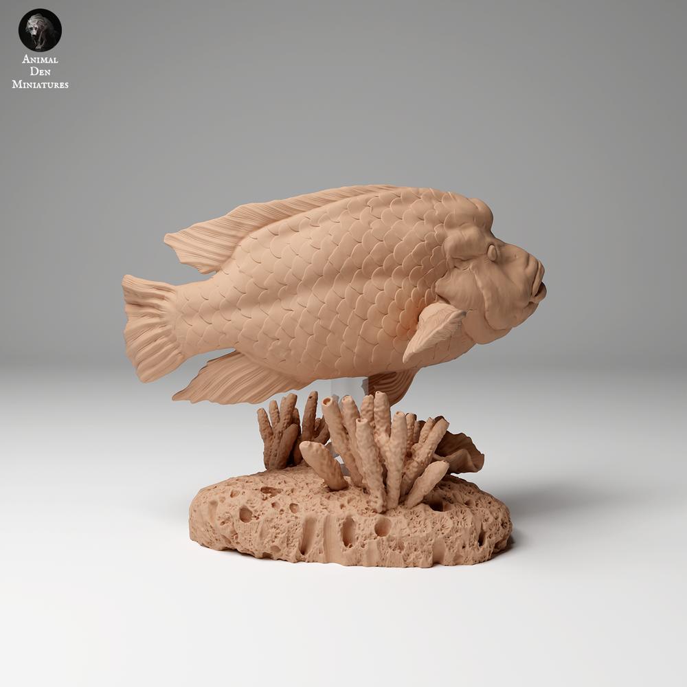 Produktfoto Tierfigur Animal Den Miniatures 0: Meerestier Tierfigur: Napoleon-Lippfisch (24_06_07)