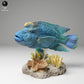Produktfoto Tierfigur Animal Den Miniatures 2: Meerestier Tierfigur: Napoleon-Lippfisch (24_06_07)
